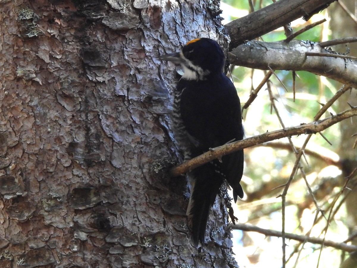 Black-backed Woodpecker - ML644223365