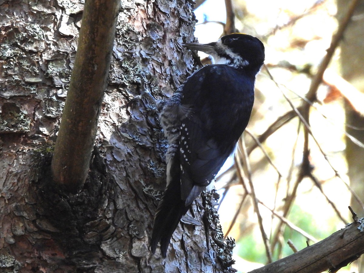Black-backed Woodpecker - ML644223366