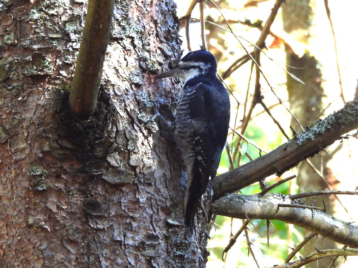 Black-backed Woodpecker - ML644223367