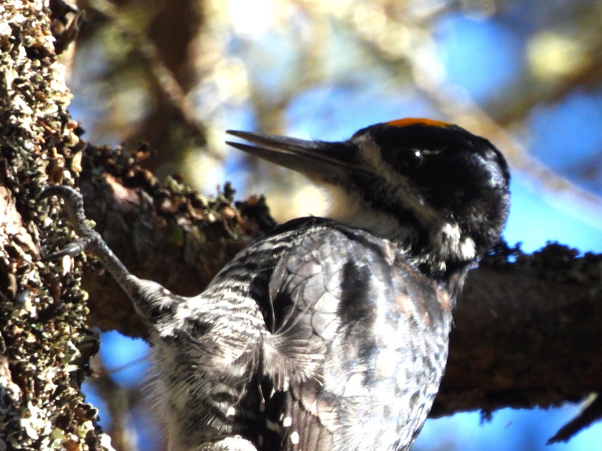 Black-backed Woodpecker - ML644223368