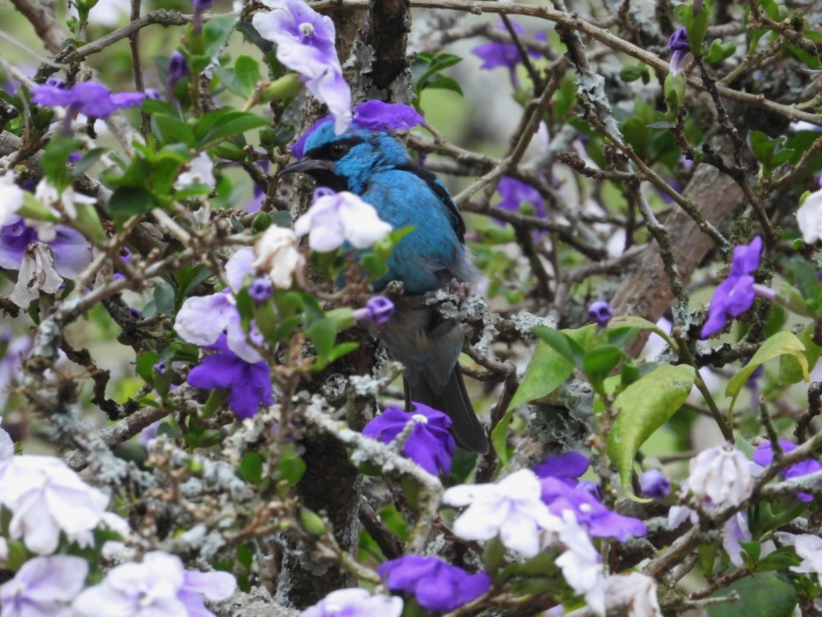 Blue Dacnis - ML644223373