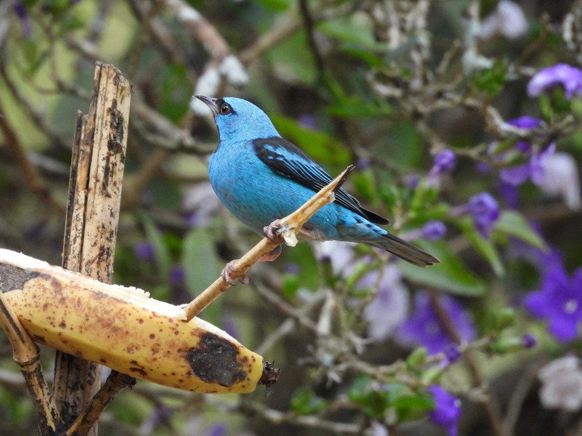 Blue Dacnis - ML644223374