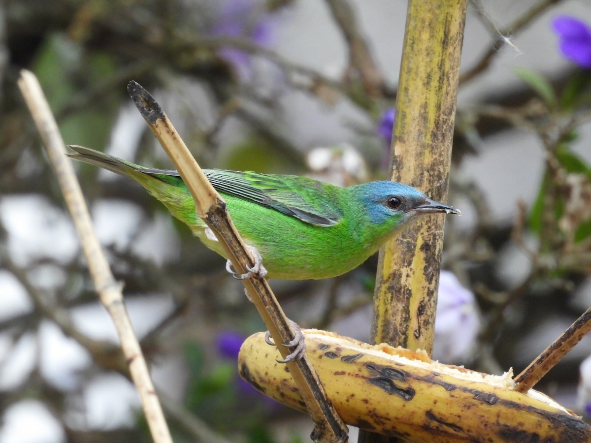 Blue Dacnis - ML644223375