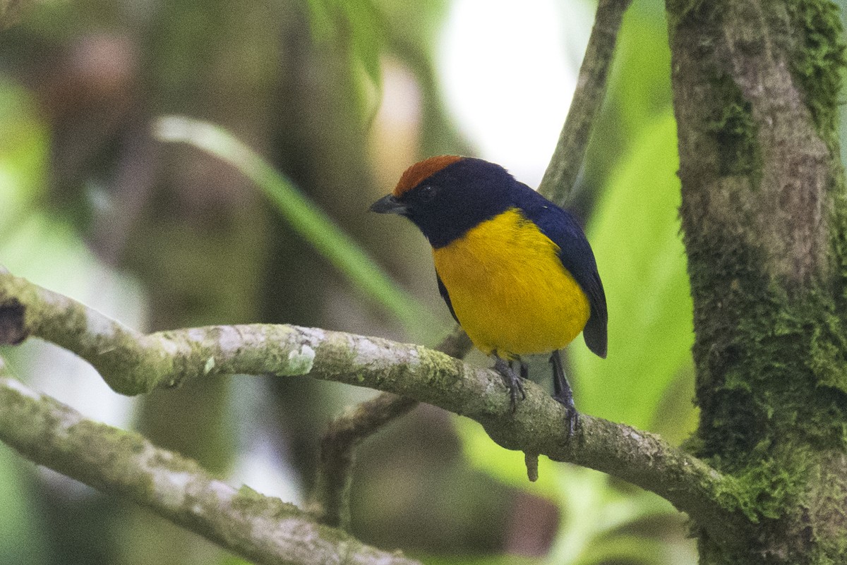 Tawny-capped Euphonia - ML644223400