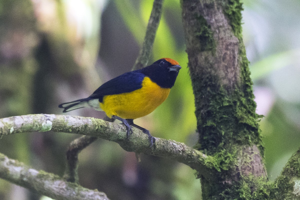 Tawny-capped Euphonia - ML644223401