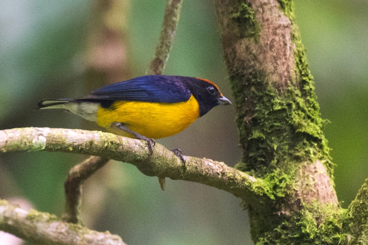 Tawny-capped Euphonia - ML644223402