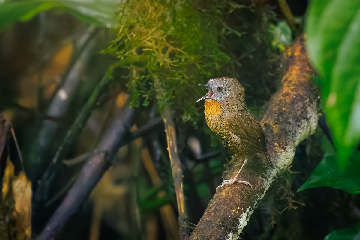 Rufous-throated Wren-Babbler - ML644223412
