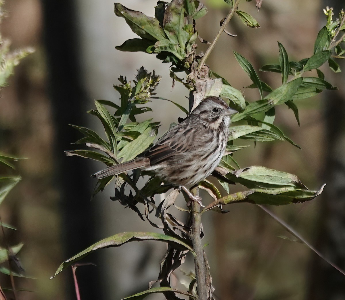 Ötücü Serçe - ML644223449