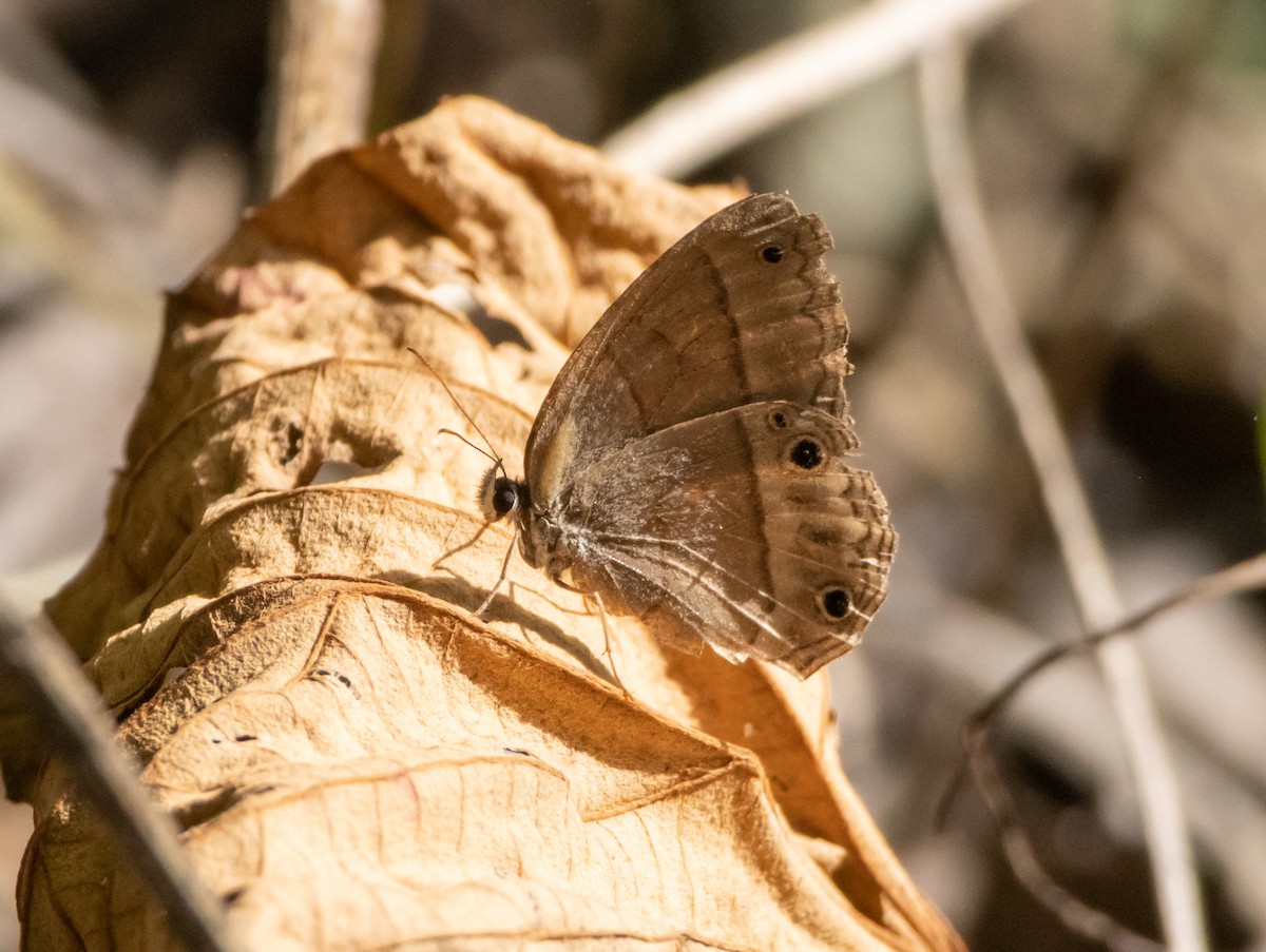 Animals - ML644223453