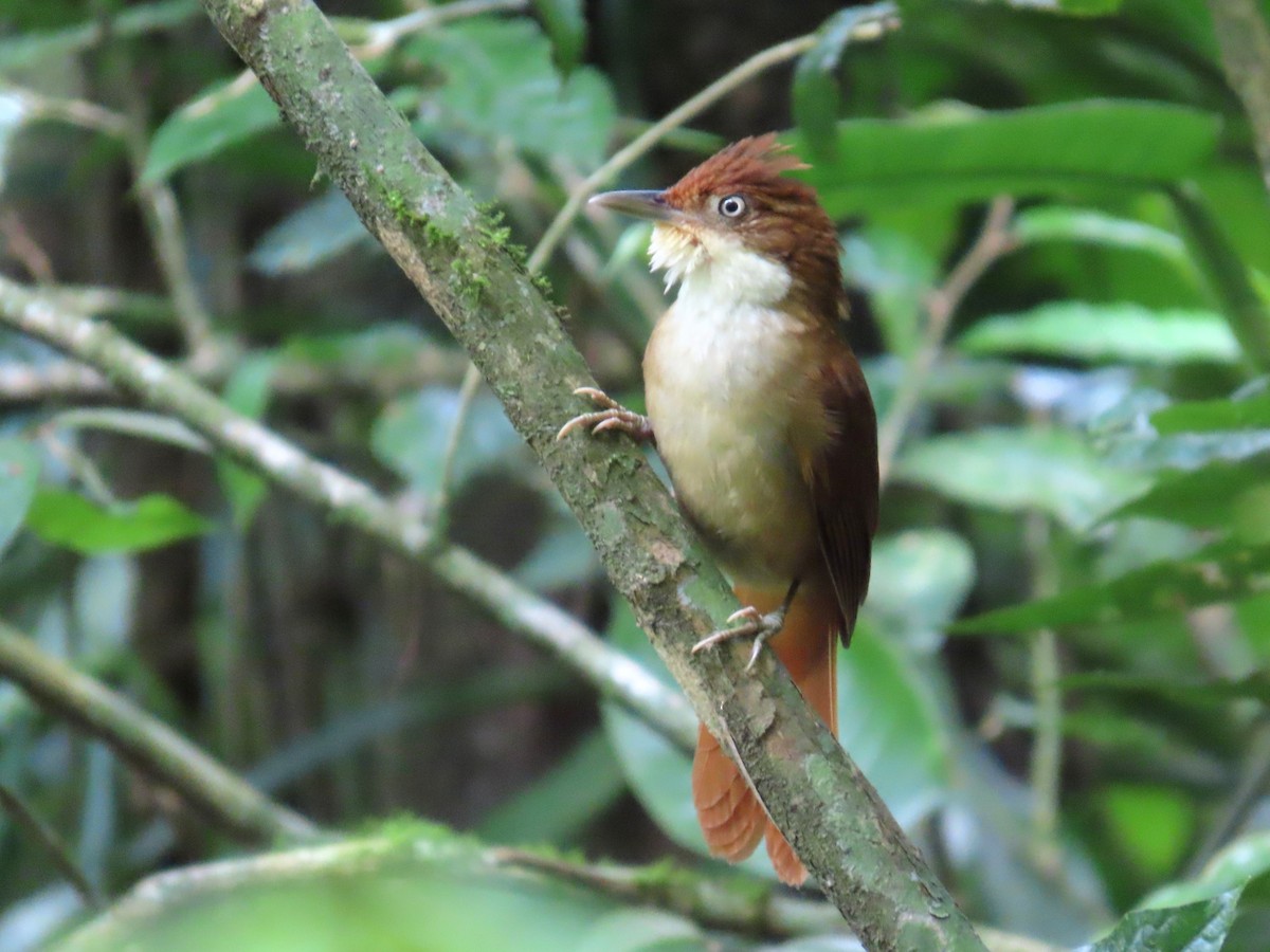 Філідор-лісовик білоокий - ML644223454