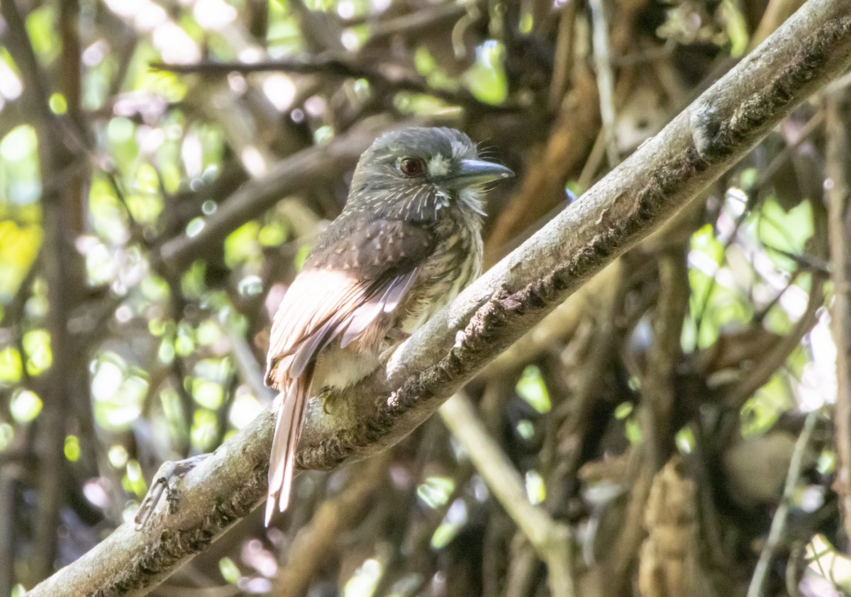White-whiskered Puffbird - ML644223461
