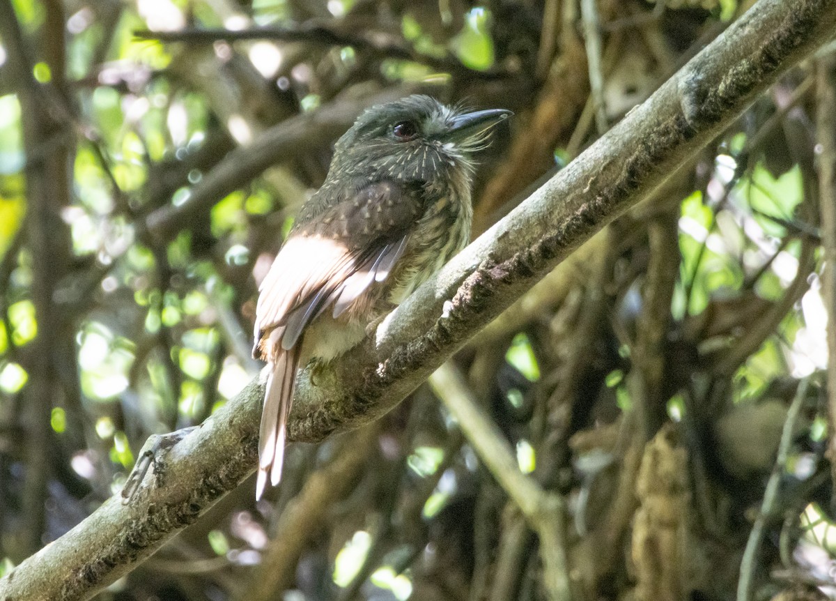 White-whiskered Puffbird - ML644223462
