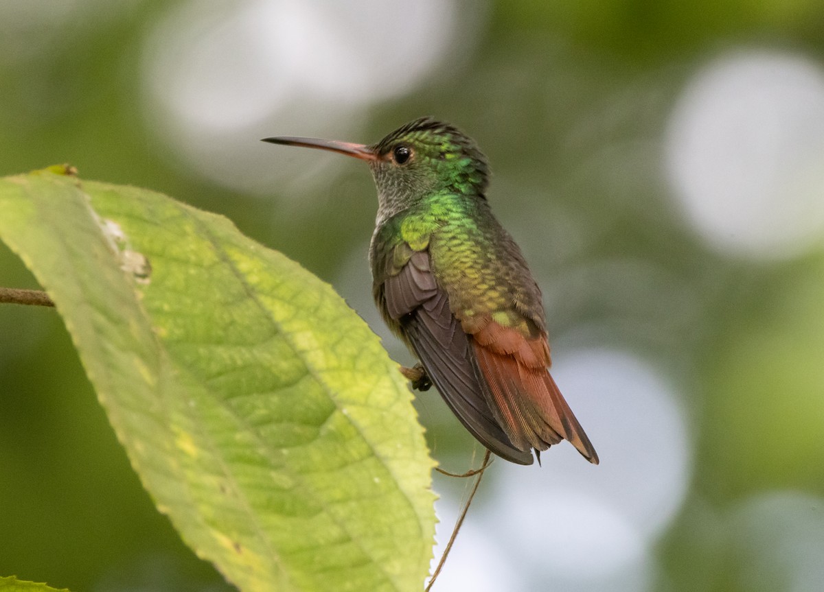 Rufous-tailed Hummingbird - ML644223468