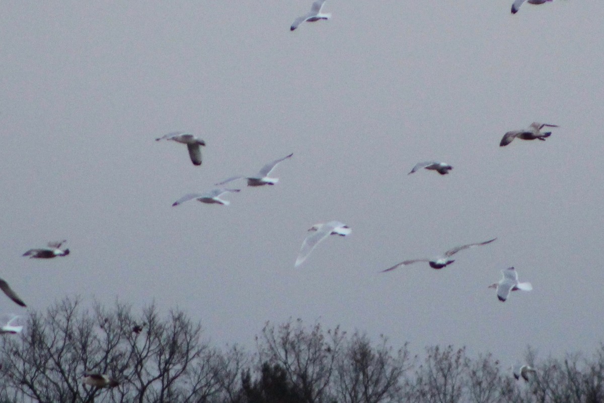 Ipar-kaioa - ML644223480