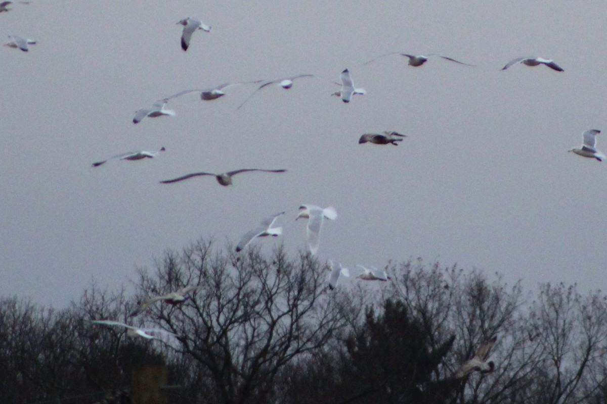 Ipar-kaioa - ML644223482