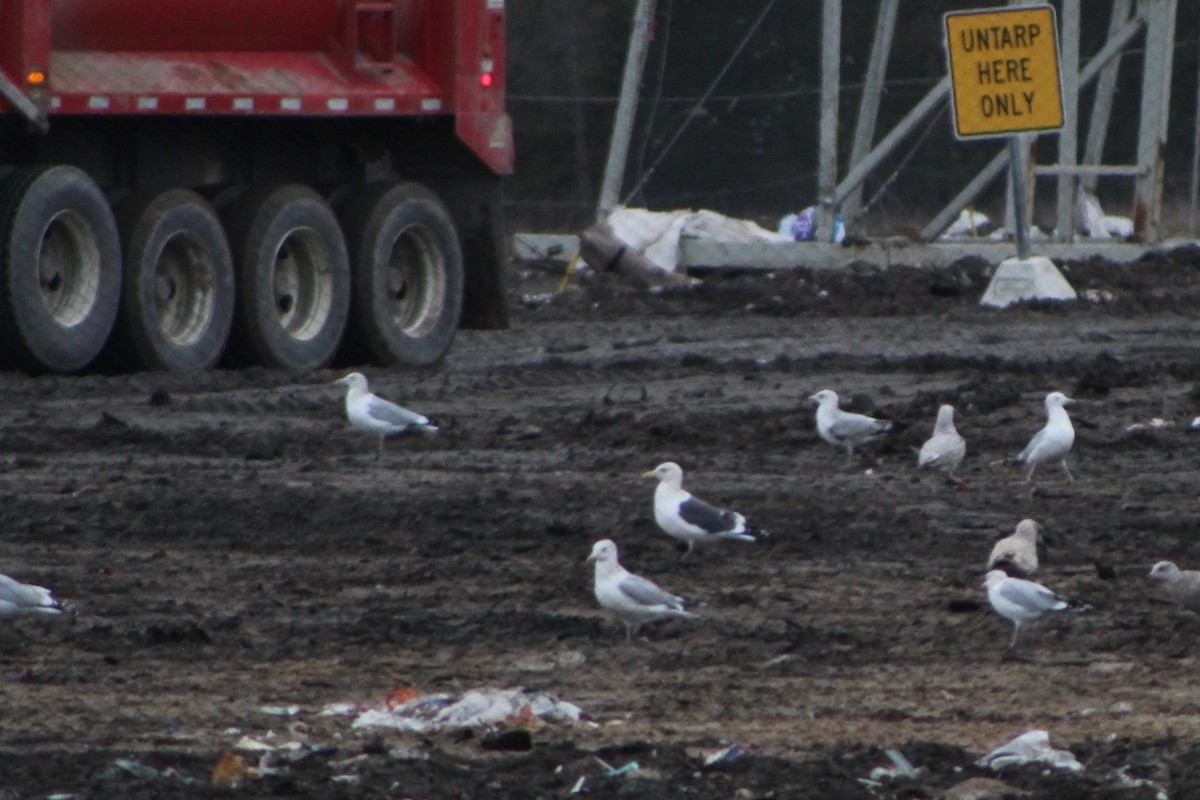Slaty-backed Gull - ML644223483