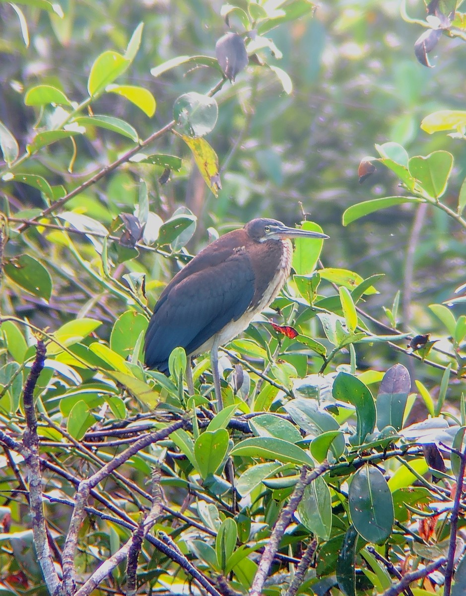 Agami Heron - ML644223484