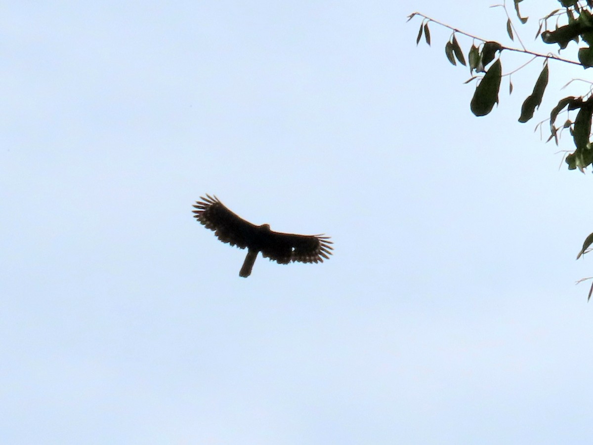 Kara Atmaca Kartalı - ML644223498