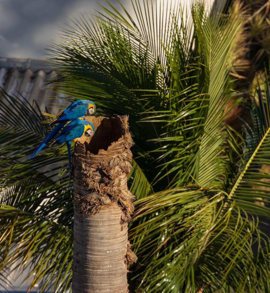 ルリコンゴウインコ - ML644223528