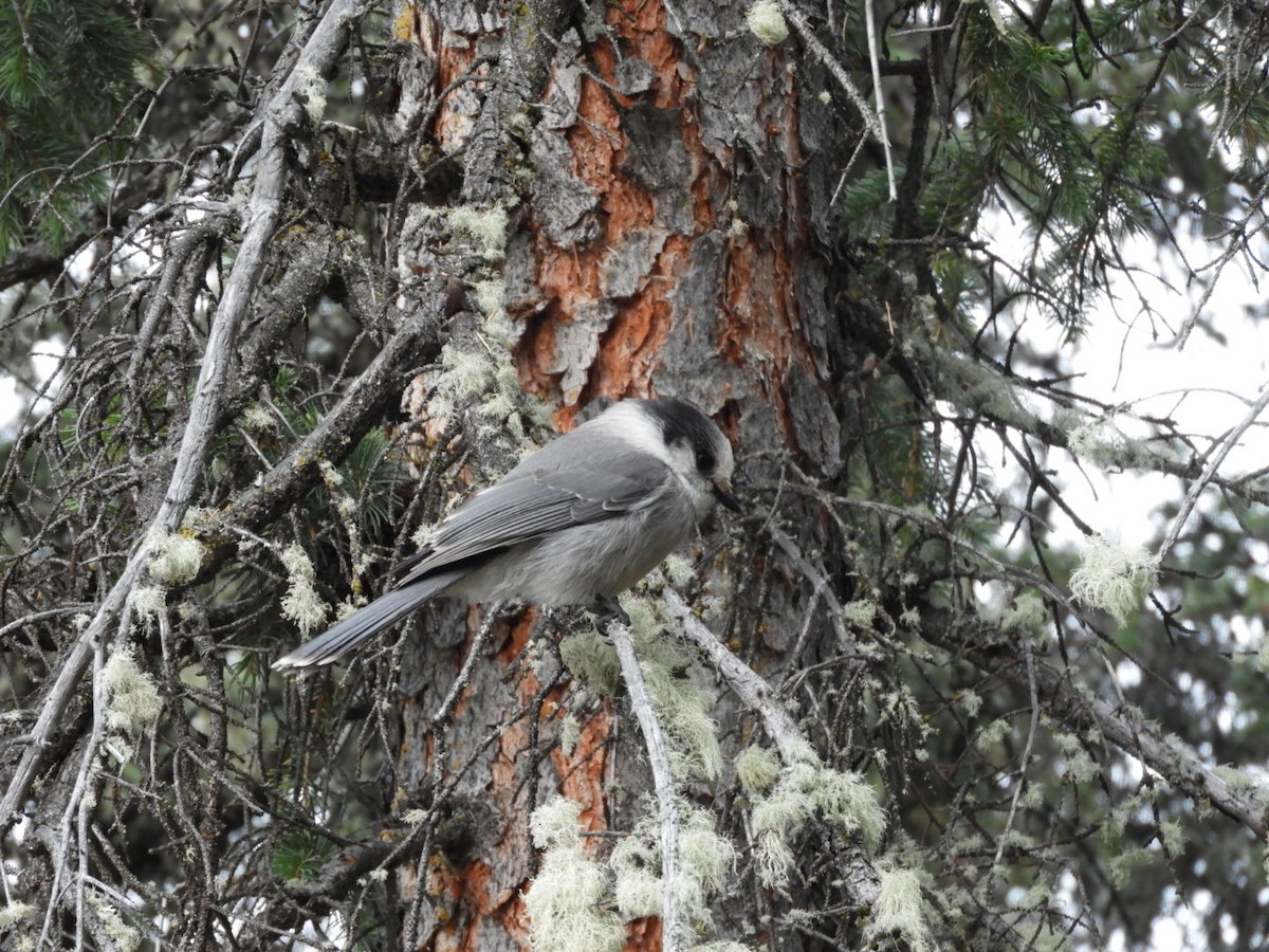 Mésangeai du Canada - ML644223554