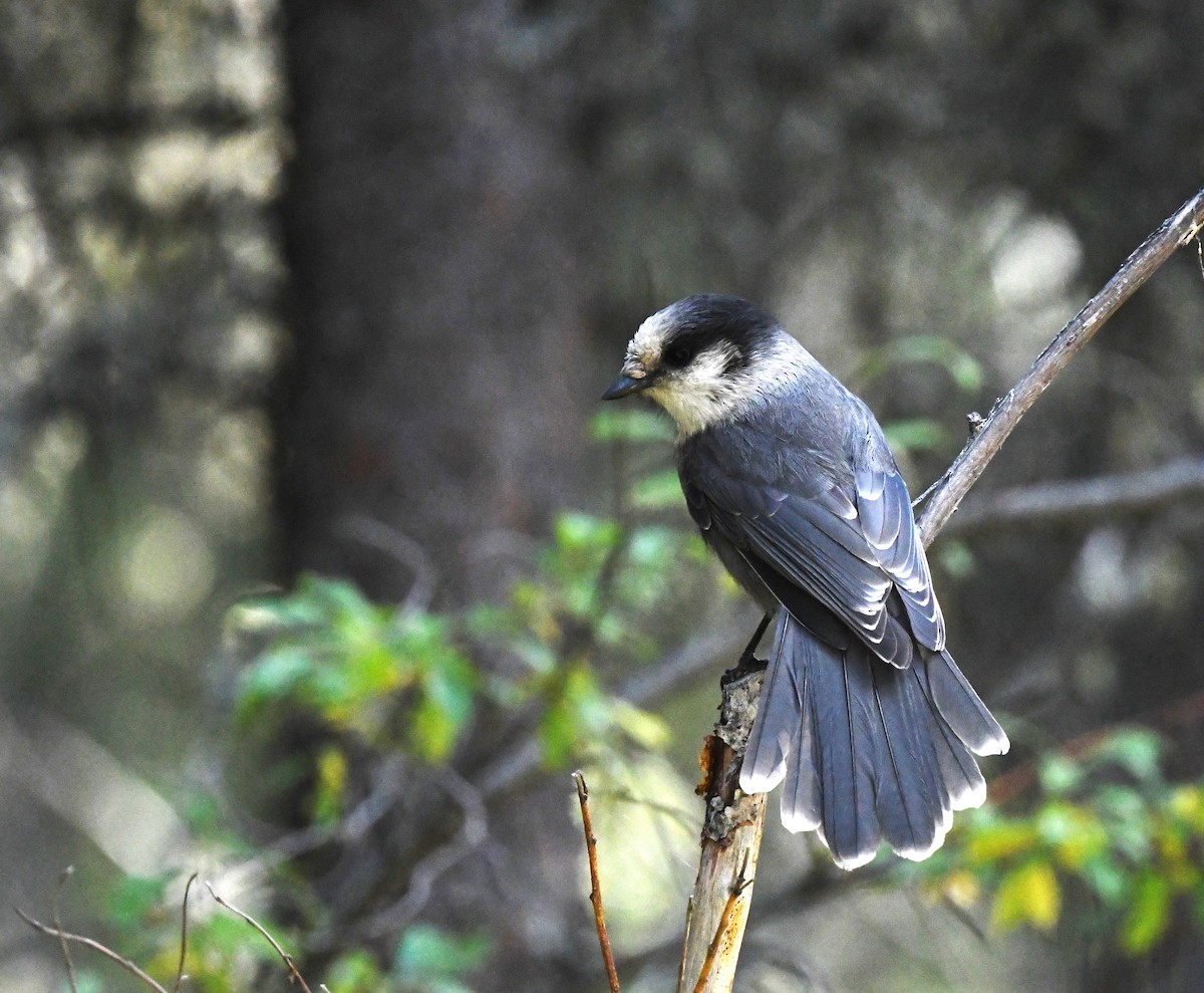 Mésangeai du Canada - ML644223569