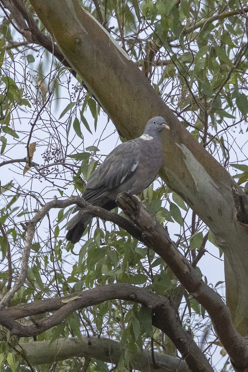 Tahtalı - ML644223571