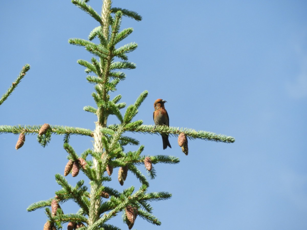 White-winged Crossbill - ML644223586
