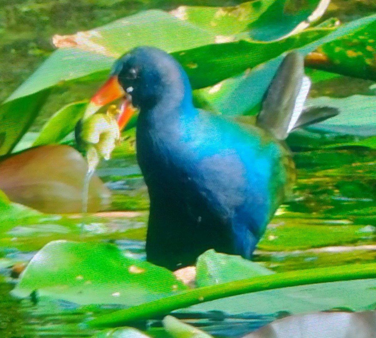 Uroilo urdin amerikarra - ML644223588