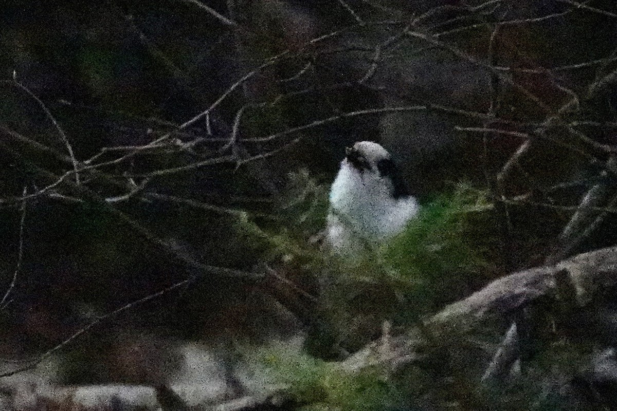 Mésangeai du Canada - ML644223606