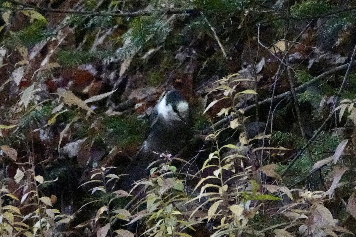 Mésangeai du Canada - ML644223607