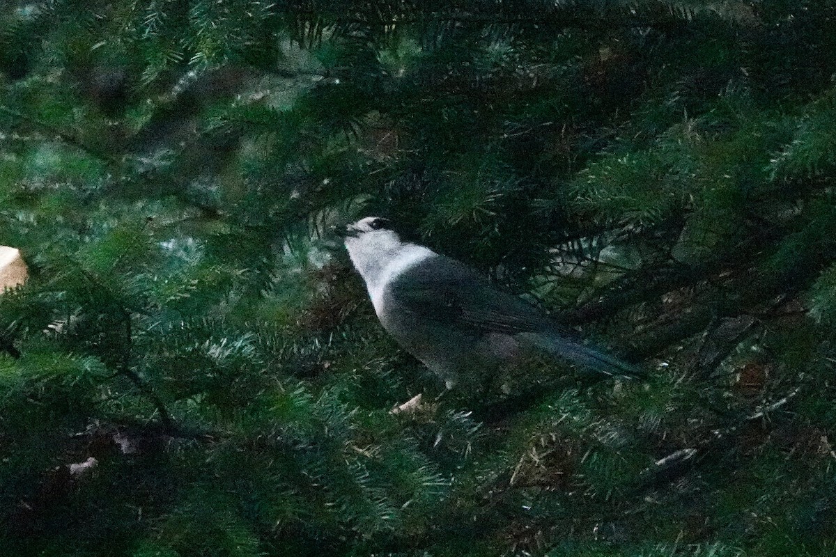 Mésangeai du Canada - ML644223608