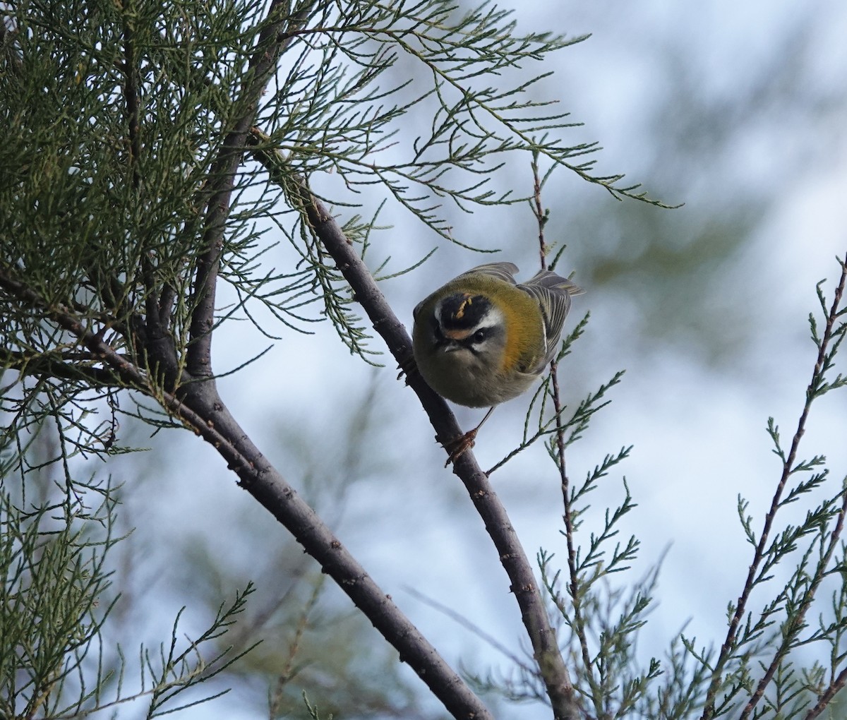 Common Firecrest - ML644223610