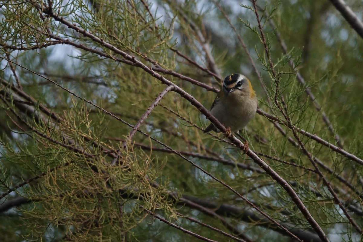 Common Firecrest - ML644223611