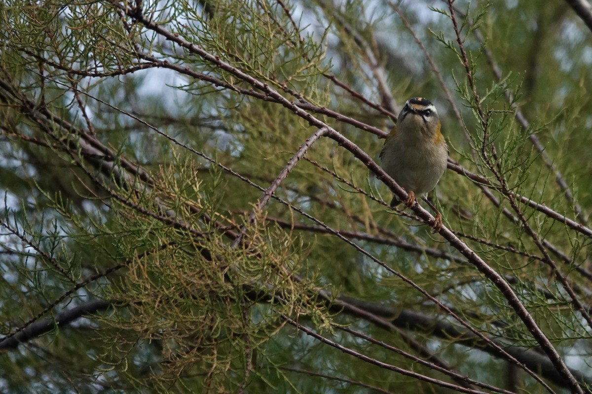 Common Firecrest - ML644223612