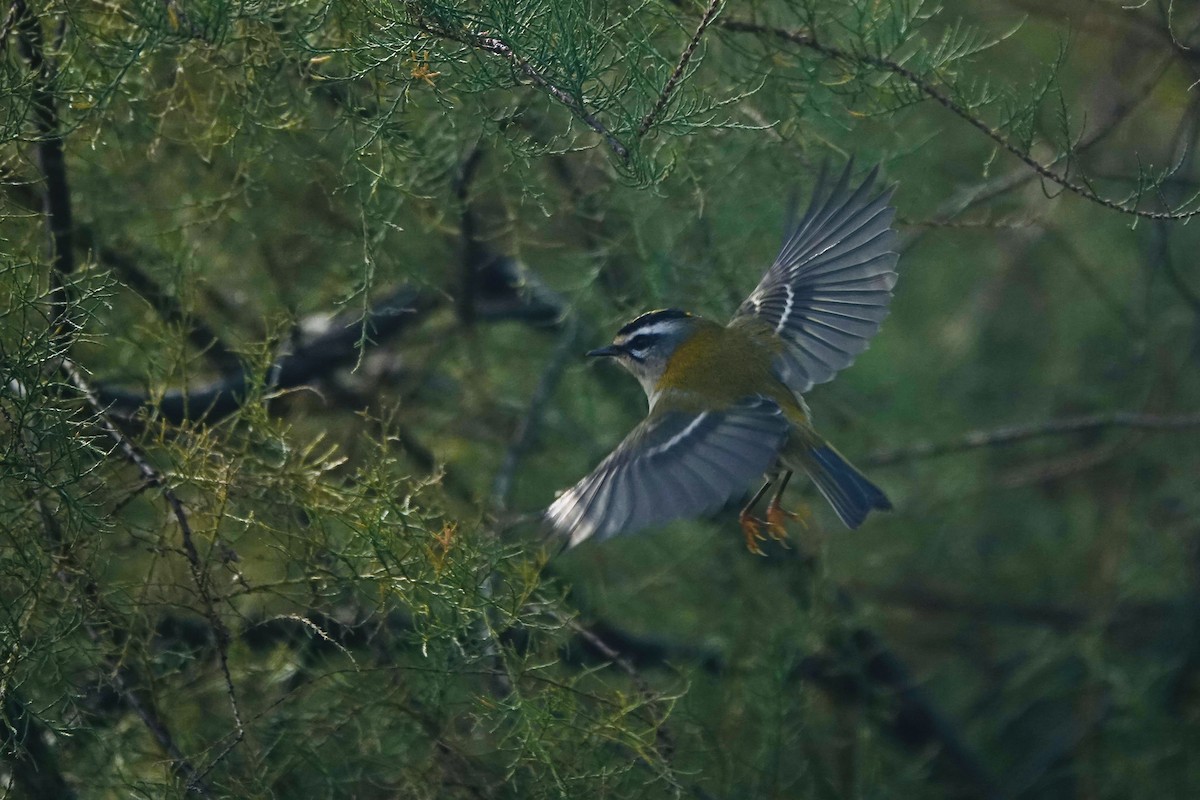 Common Firecrest - ML644223613