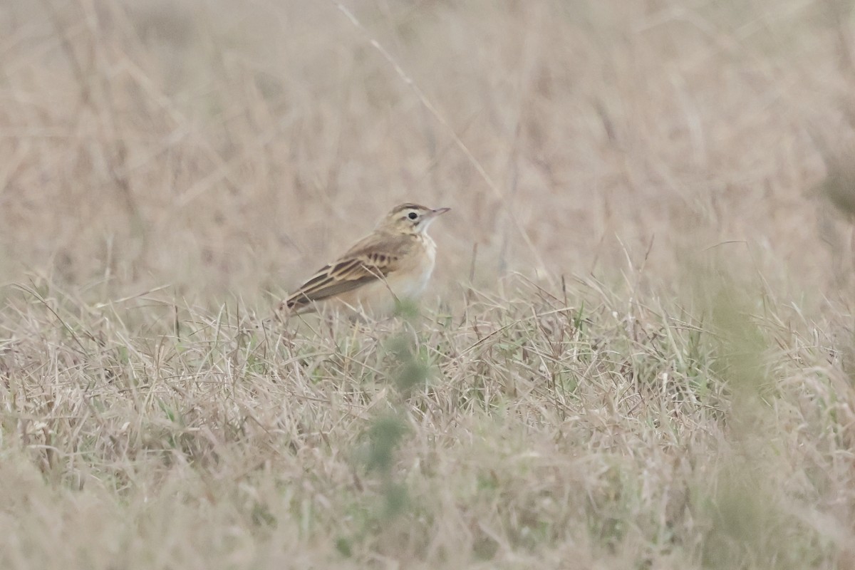 Bisbita de Richard - ML644223631