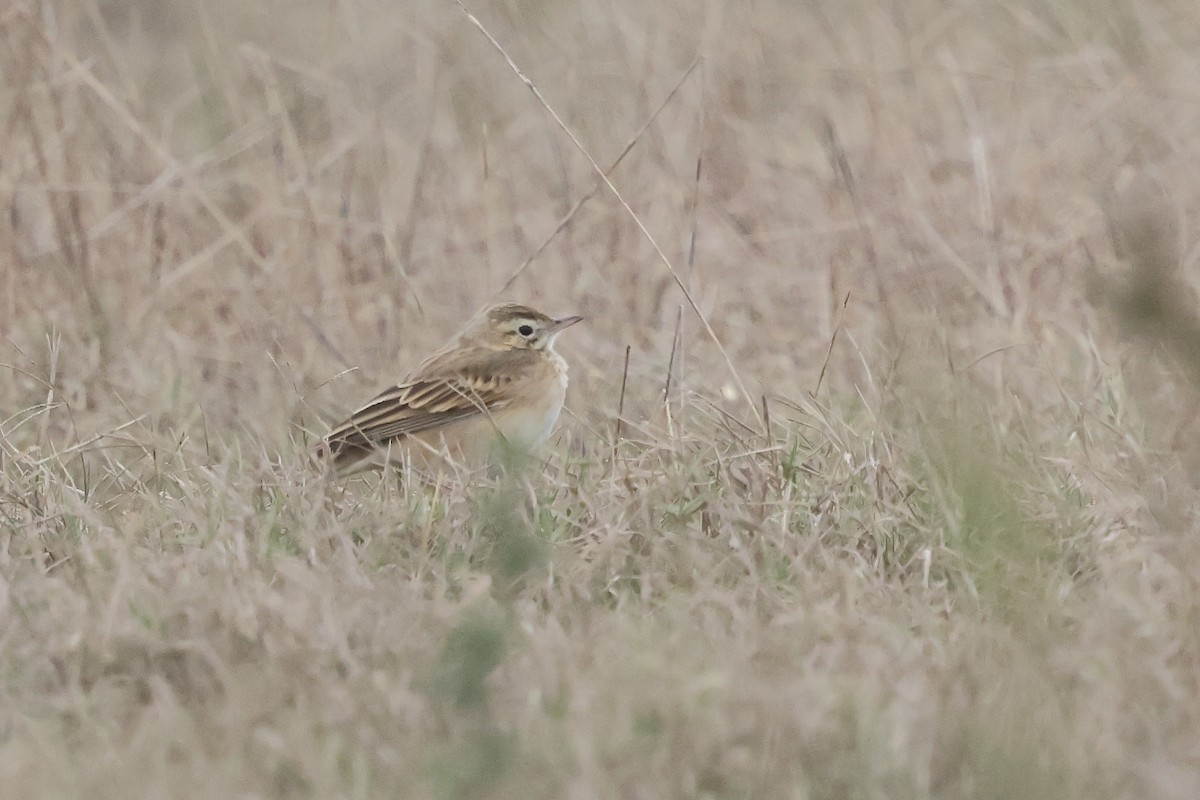 Bisbita de Richard - ML644223632