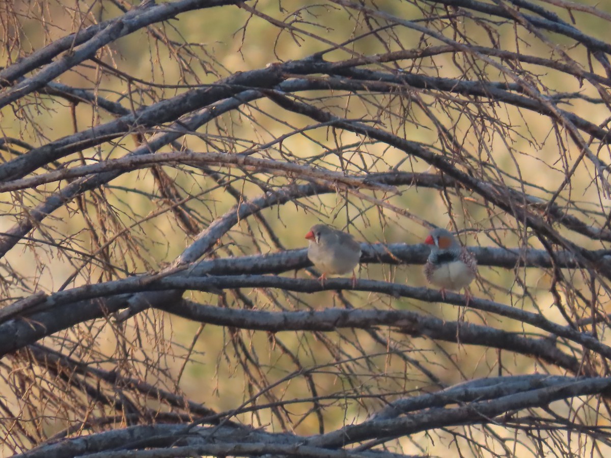 Діамантник зебровий - ML644223678