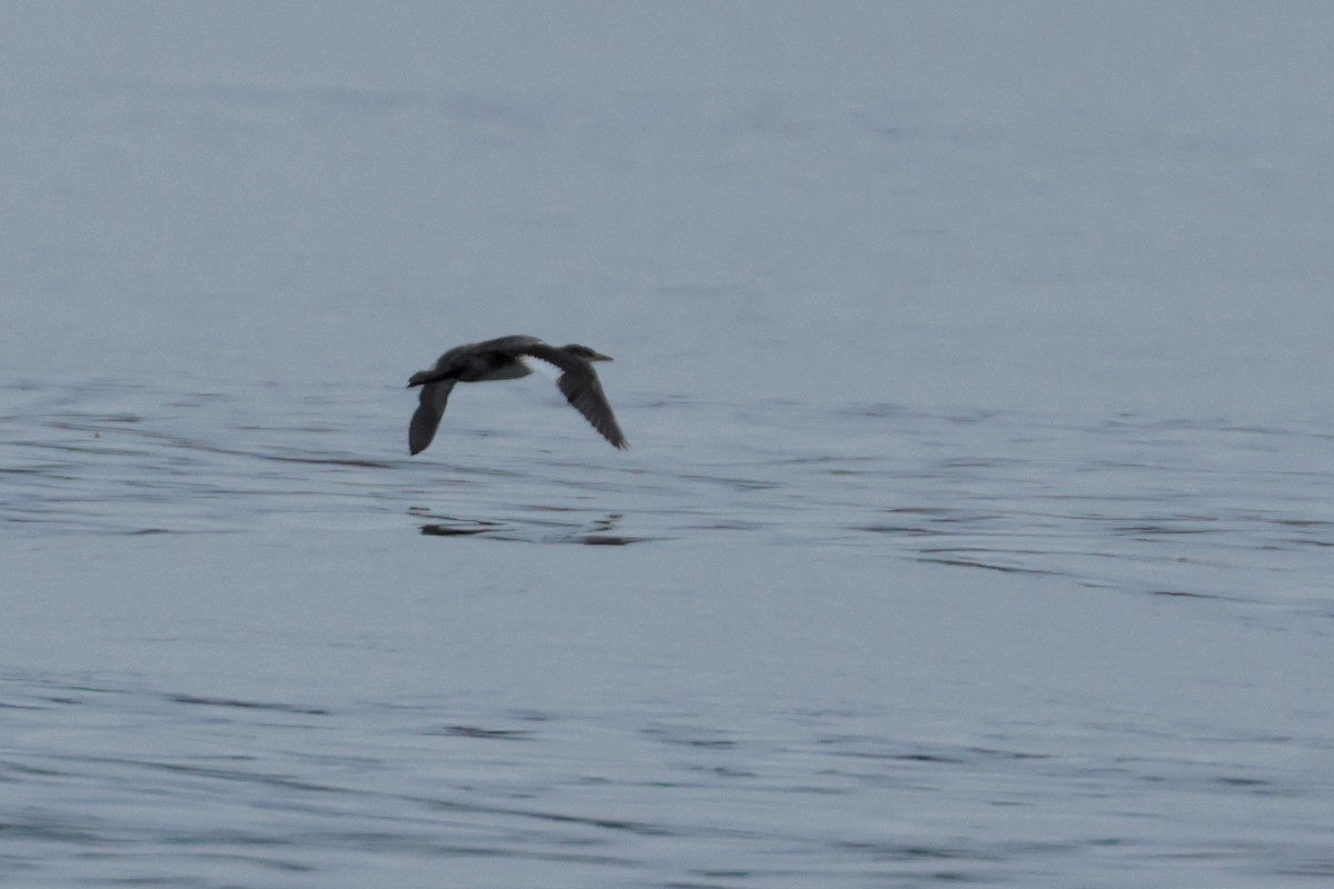 Red-necked Grebe - ML644223699