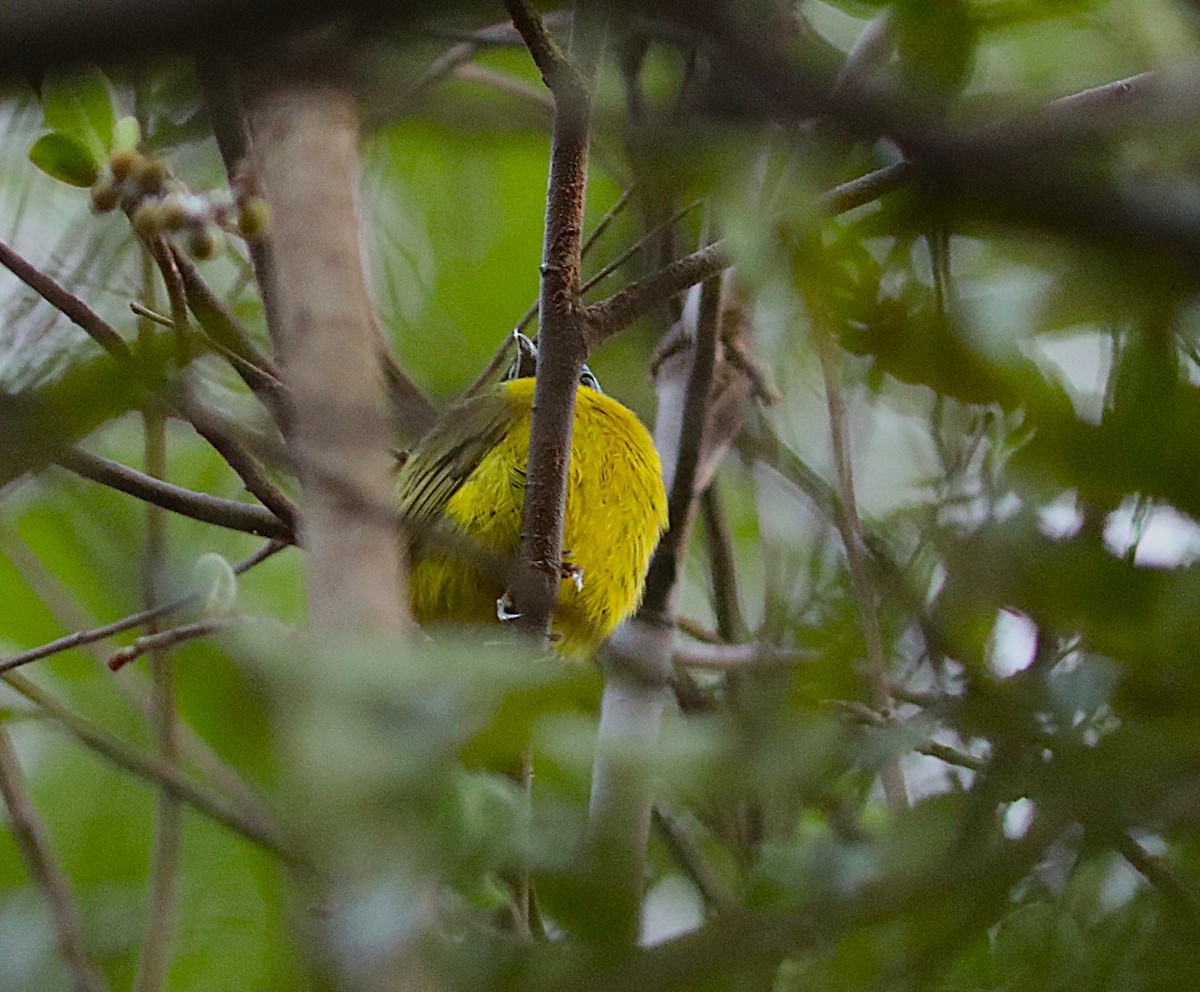 Schlegel's Asity - ML644223722