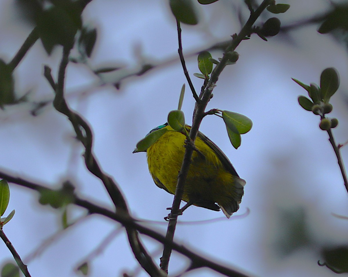 Schlegel's Asity - ML644223723