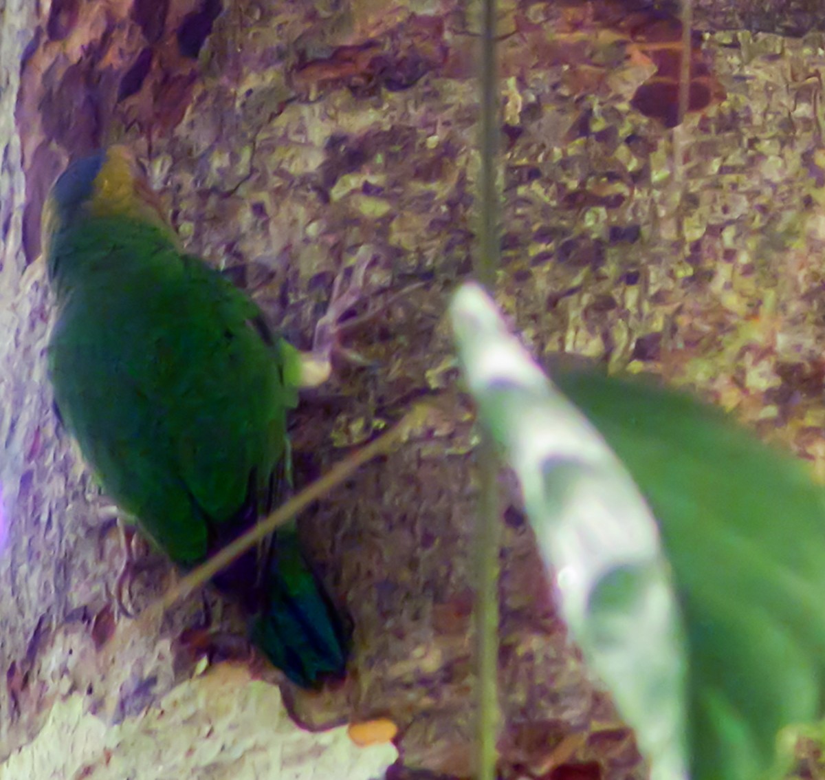 Buff-faced Pygmy-Parrot - ML644223734