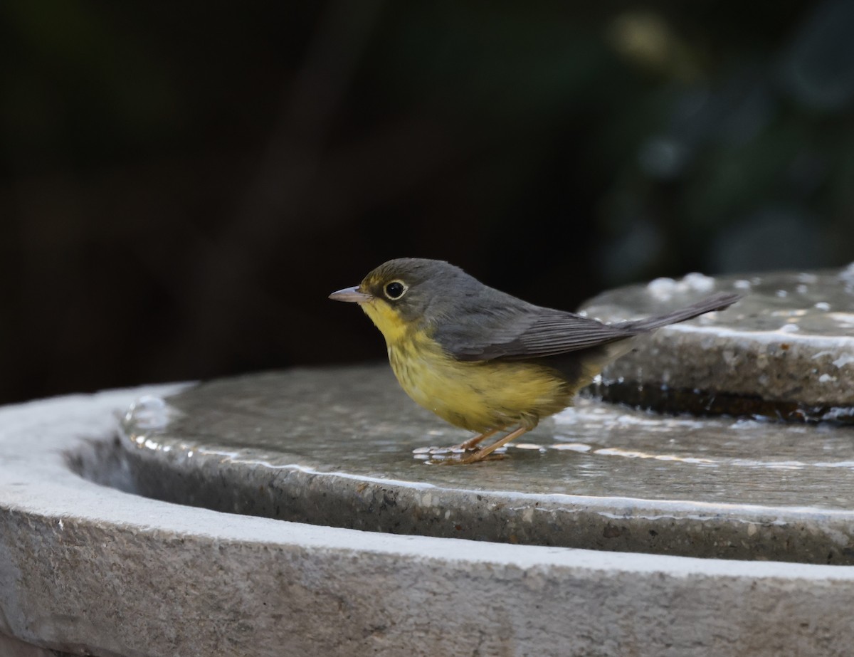 Canada Warbler - ML644223764