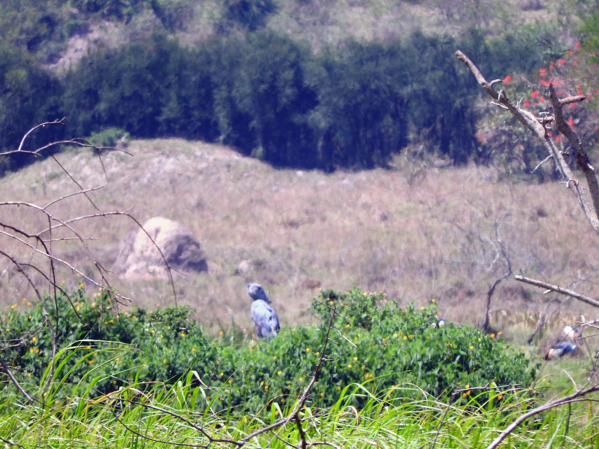 Китоголов - ML644223766