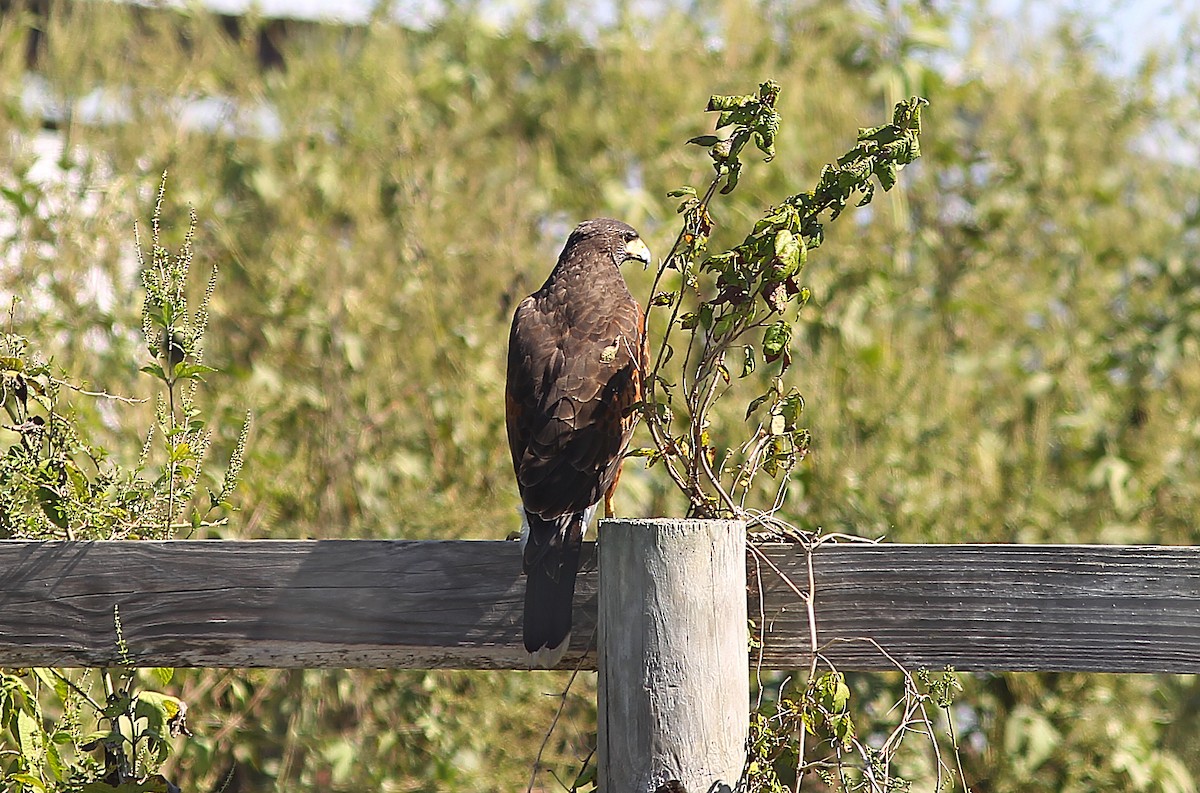 Harris's Hawk - ML644223790