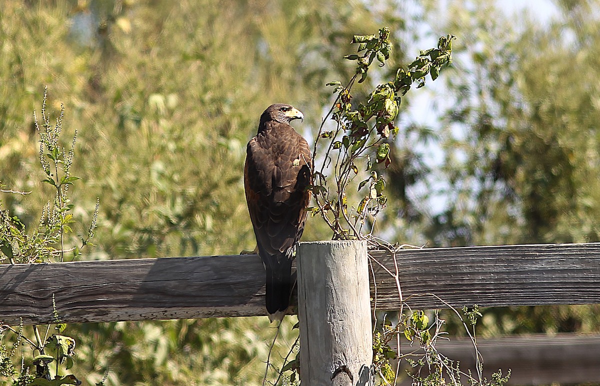 Harris's Hawk - ML644223791