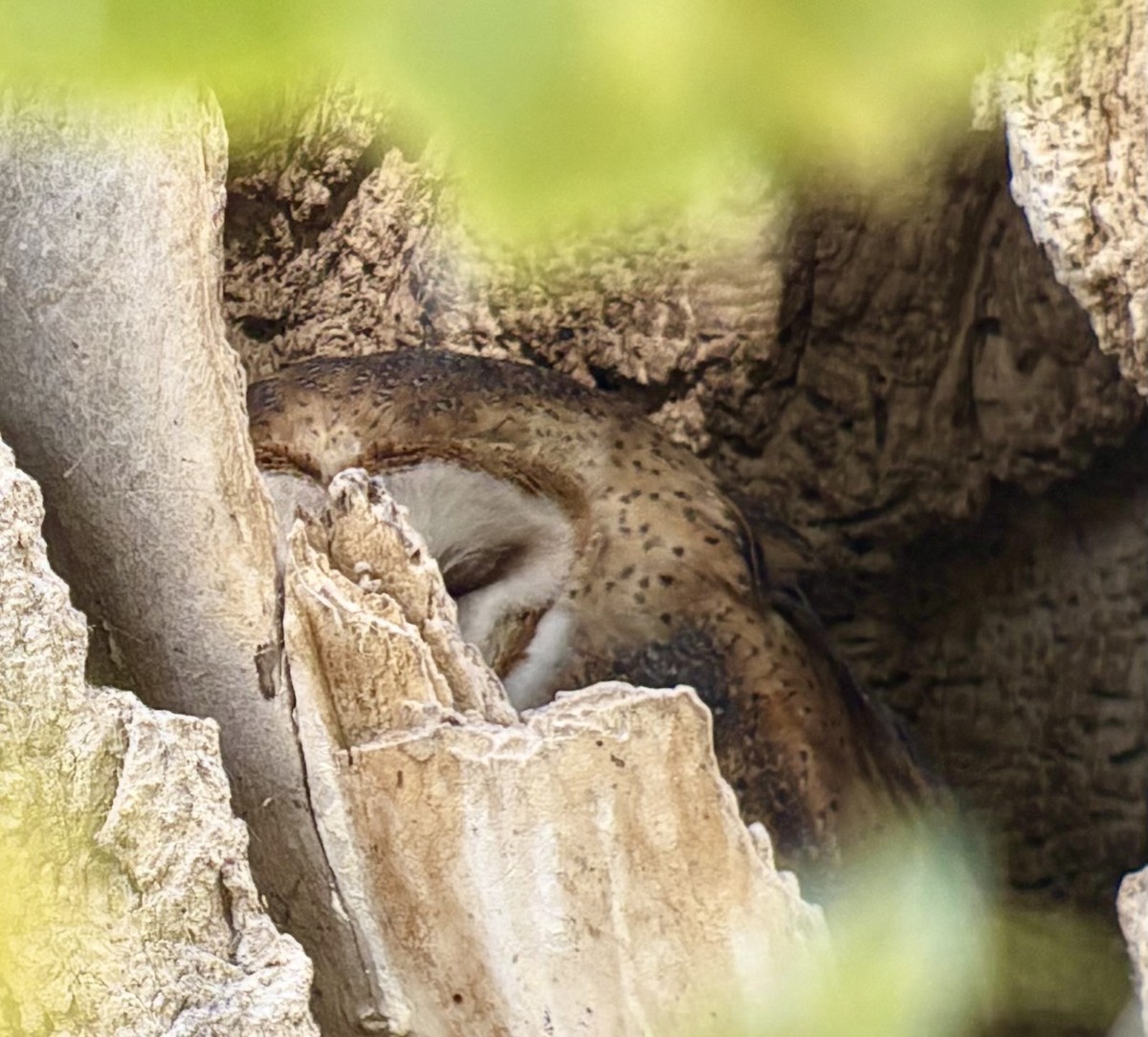 American Barn Owl - ML644223829