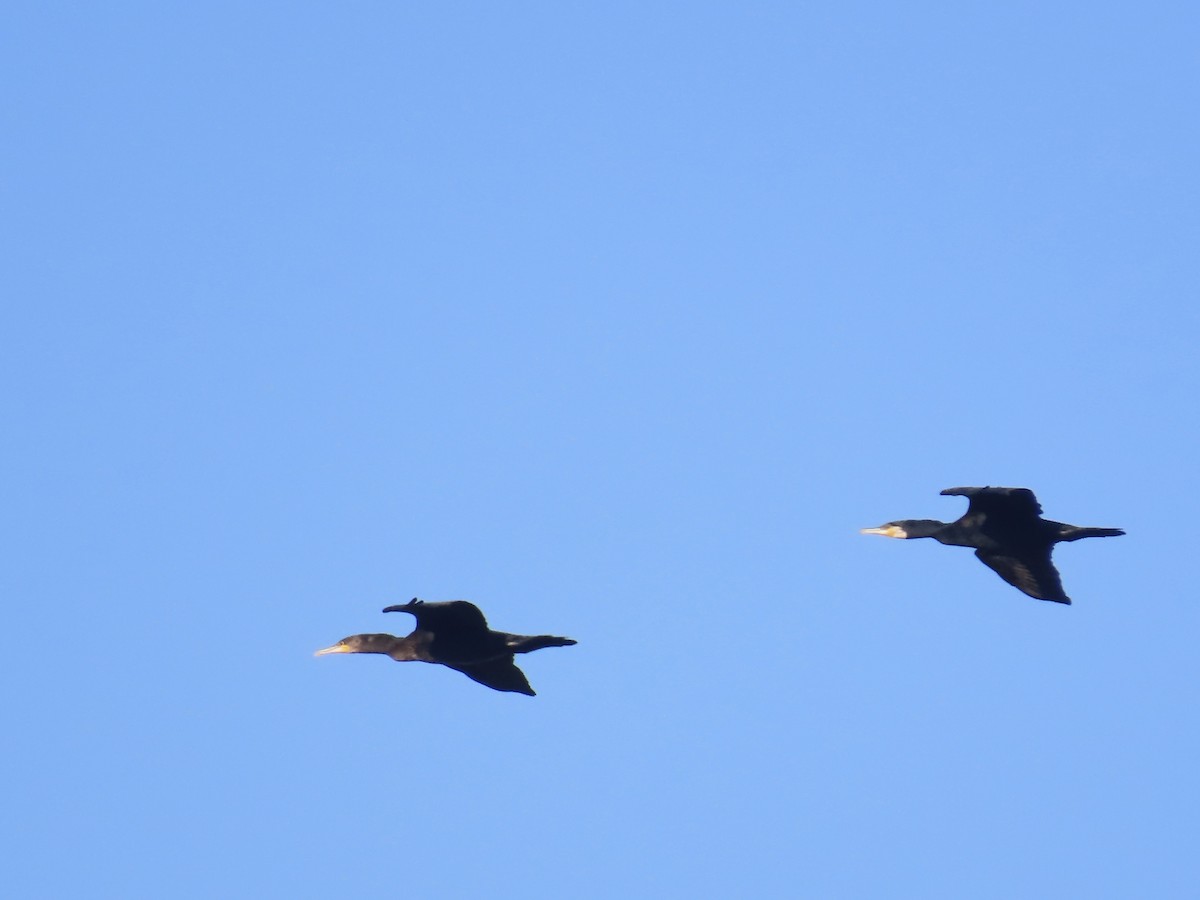 Ubarroi handia - ML644223836