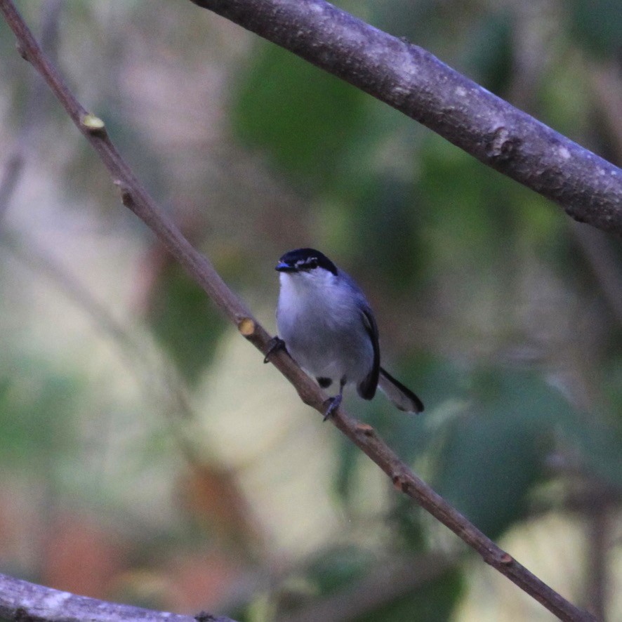 mayamyggsmett - ML644223838