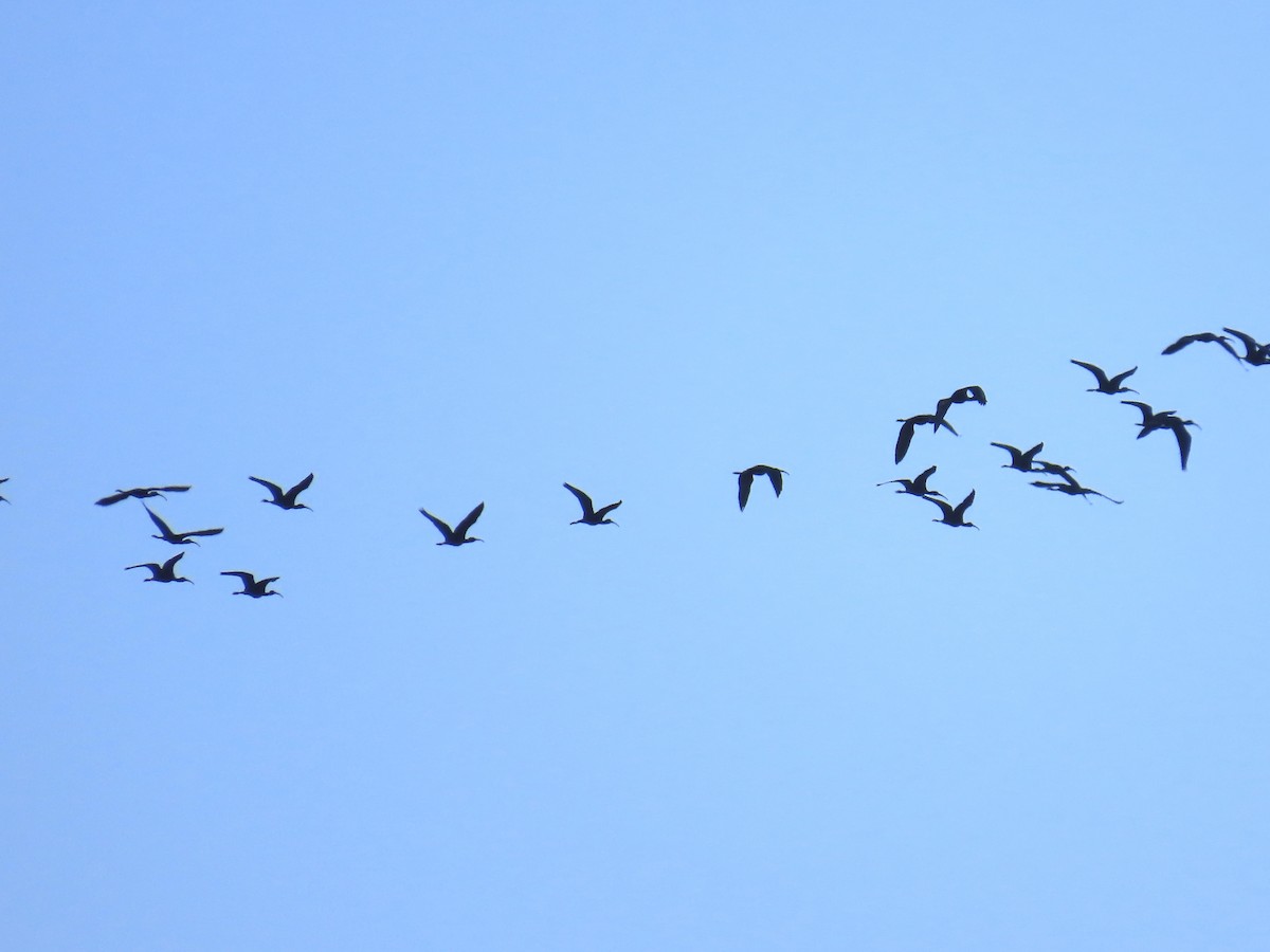 Beltzaran arrunta - ML644223841